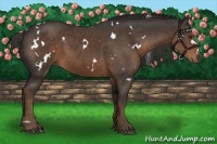 Horse Color:White Spotted Liver Chestnut 