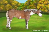Horse Color:Silver Brown Sabino 