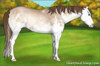 Horse Color:Bay Pearl Onyx Splash 