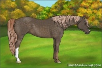 Horse Color:Chocolate Palomino 