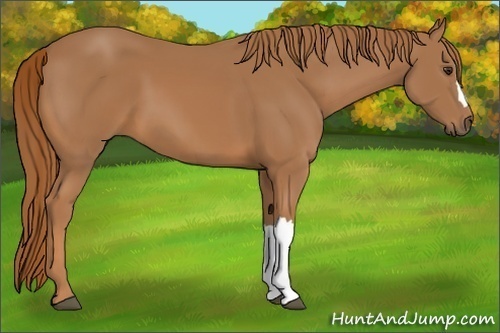 Horse Color:Chestnut 
