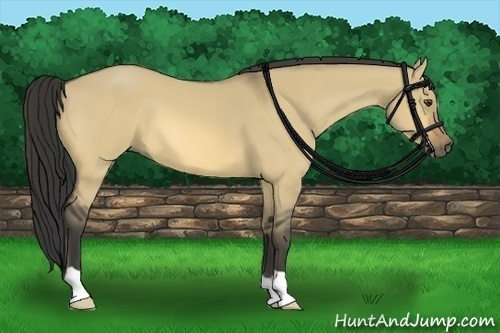 Horse Color:Buckskin Dun 
