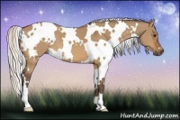 Horse Color:White Spotted Silver Bay Dun