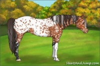 Horse Color:Bay Appaloosa 