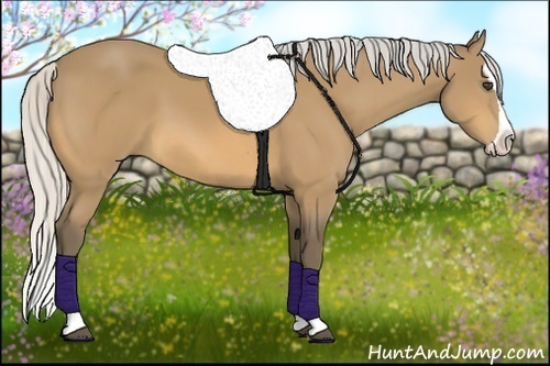 Horse Color:Silver Buckskin Splash 