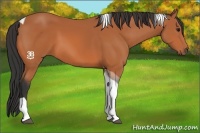 Horse Color:Bay Tobiano 