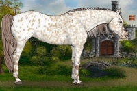 Horse Color:Red Dun Sabino Appaloosa 