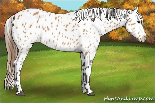 Horse Color:Buckskin Appaloosa 