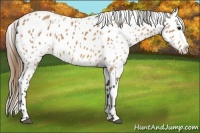 Horse Color:Buckskin Appaloosa 