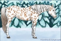 Horse Color:Buckskin Near Leopard 