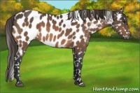 Horse Color:Buckskin Near Leopard 