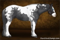 Horse Color:Black Splash Tobiano