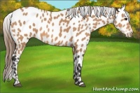 Horse Color:Buckskin Appaloosa 