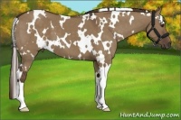 Horse Color:White Spotted Liver Red Dun 
