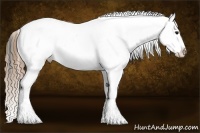 Horse Color:Buckskin Near Leopard 