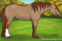 Horse Color:Red Dun
