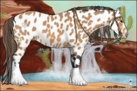 Horse Color:Buckskin Leopard 