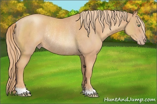 Horse Color:Gold Champagne Roan Rabicano 