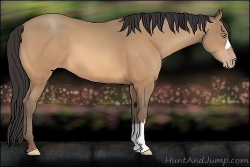 Horse Color:Amber Champagne