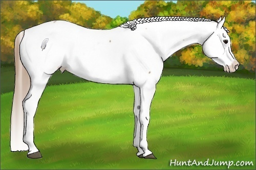 Horse Color:Buckskin Near Fewspot