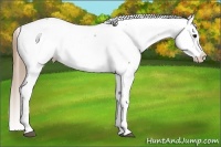 Horse Color:Buckskin Near Fewspot