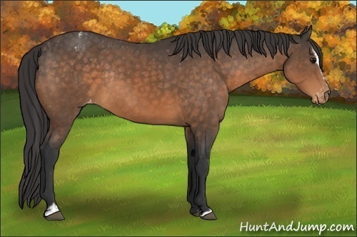 Horse Color:Buckskin Sabino Appaloosa Rabicano