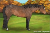 Horse Color:Buckskin Sabino Appaloosa Rabicano