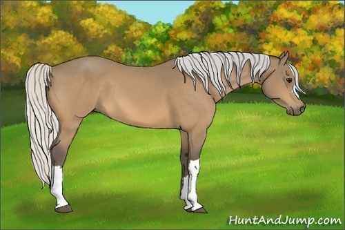 Horse Color:Silver Buckskin