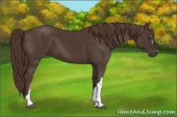 Horse Color:Liver Chestnut