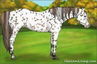 Horse Color:Buckskin Appaloosa 