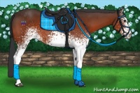 Horse Color:White Spotted Bay 