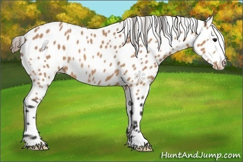 Horse Color:Buckskin Appaloosa 