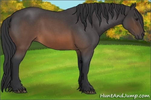 Horse Color:Brown Roan Rabicano 