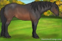 Horse Color:Brown Roan Rabicano