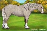 Horse Color:Silver Grullo Roan Splash