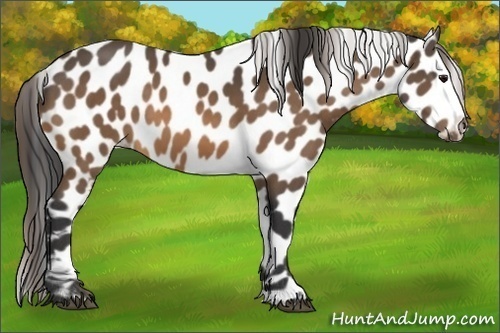 Horse Color:Buckskin Leopard