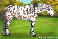 Horse Color:Buckskin Appaloosa 