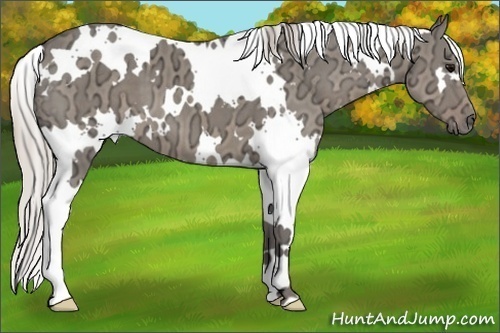 Horse Color:White Spotted Silver Grullo Ice 