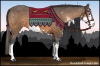 Horse Color:Buckskin Sabino Appaloosa