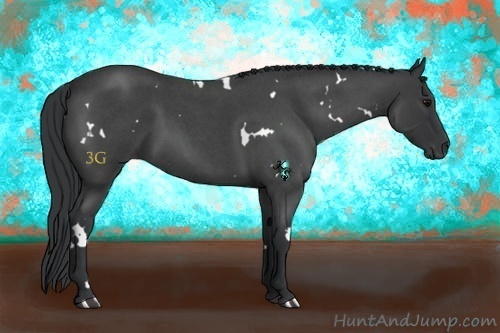 Horse Color:White Spotted Blue Roan 
