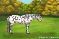 Horse Color:Buckskin Near Leopard 