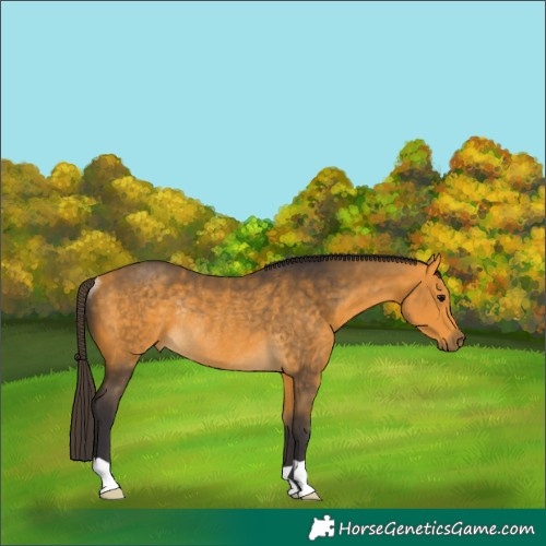 Horse Color:Buckskin Rabicano 
