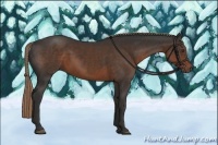 Horse Color:Liver Chestnut 