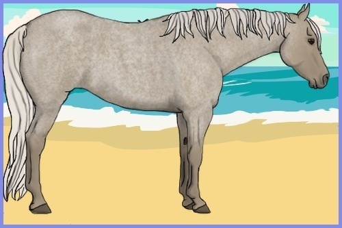 Horse Color:Silver Smoky Grullo Roan 
