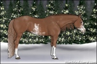 Horse Color:Chestnut Sabino