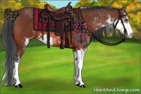 Horse Color:Bay Sabino 