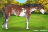 Horse Color:Bay Sabino