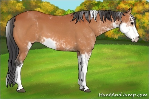 Horse Color:Bay Sabino