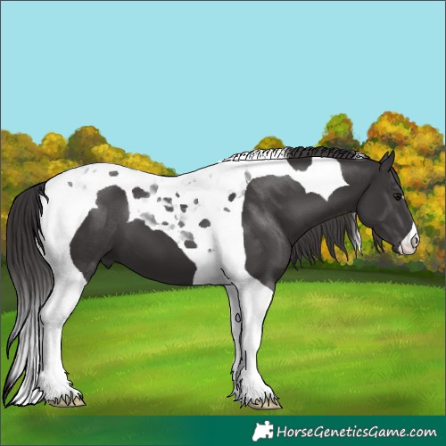 Horse Color:Smoky Black Tobiano 