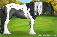 Horse Color:Black Tobiano 